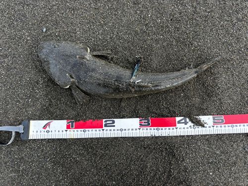マゴチの釣果