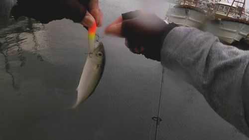 サバの釣果