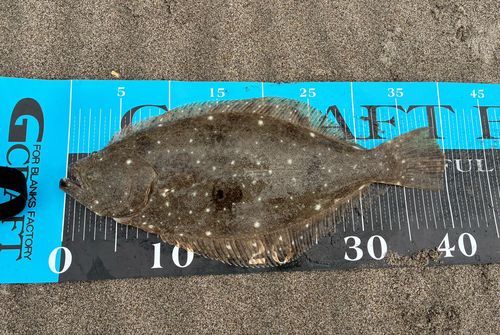 ヒラメの釣果