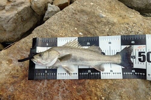 シーバスの釣果