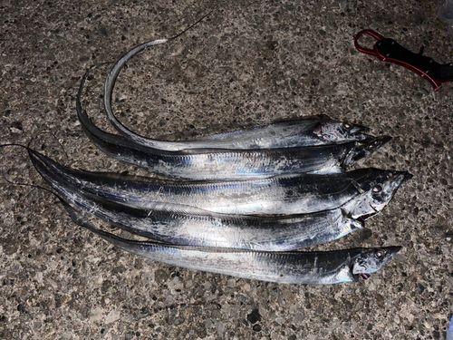 タチウオの釣果