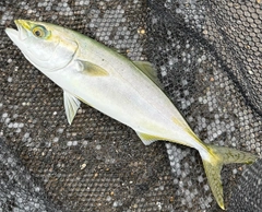 ツバスの釣果