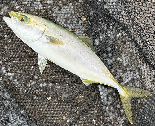 ツバスの釣果