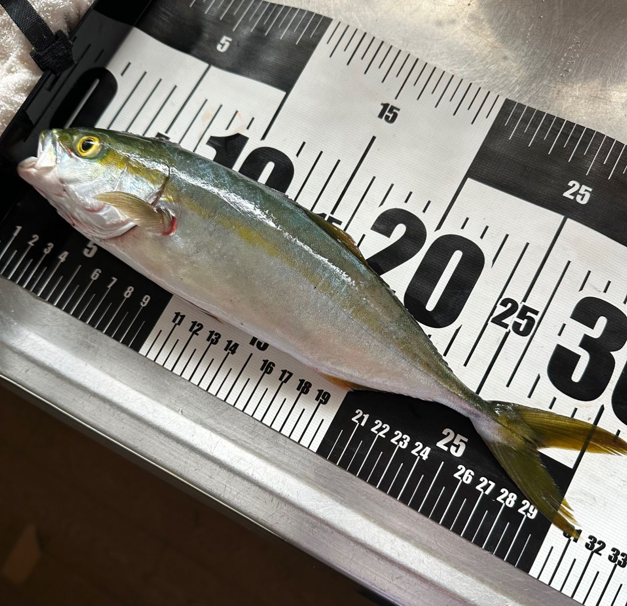 ツバス