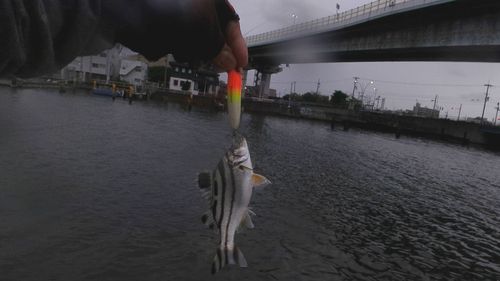 コトヒキの釣果