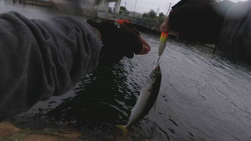 サバの釣果
