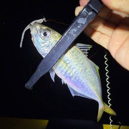 アジ