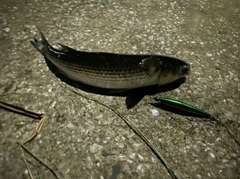 ボラの釣果