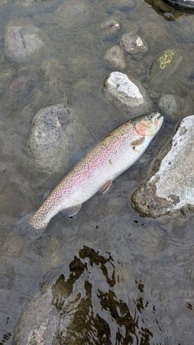 ニジマスの釣果