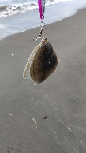 カレイの釣果