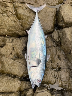 スマガツオの釣果