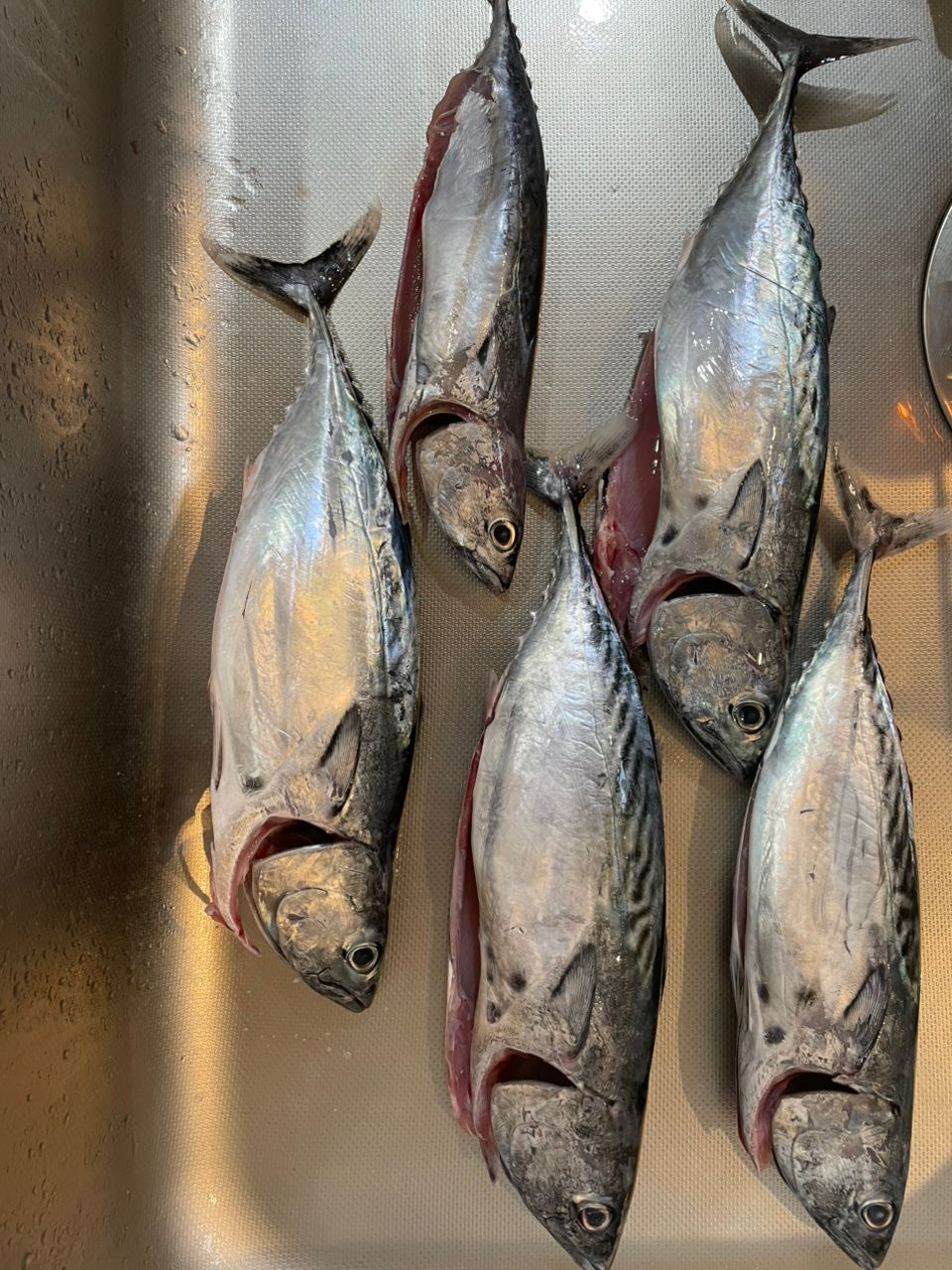 Gunjyoさんの釣果 2枚目の画像