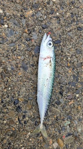 サバの釣果
