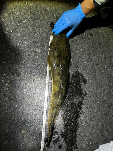 マゴチの釣果