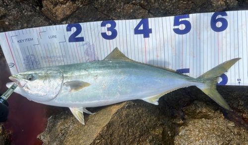 ワラサの釣果