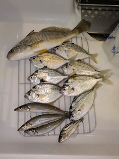 イシモチの釣果