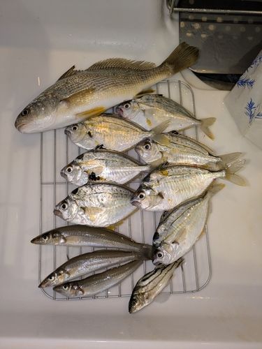 イシモチの釣果
