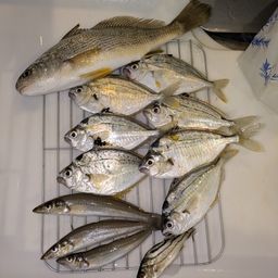 イシモチ