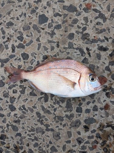 ハナダイの釣果