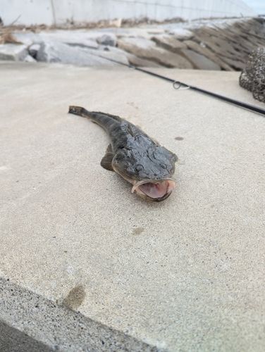 マゴチの釣果