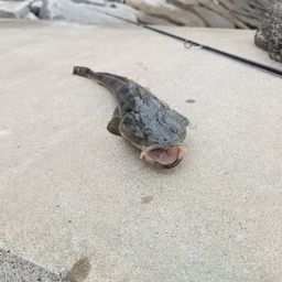 マゴチ