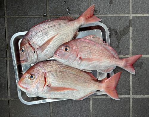 マダイの釣果
