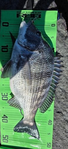 チヌの釣果