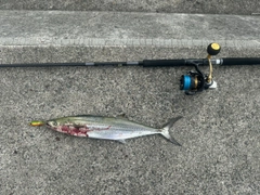 サゴシの釣果