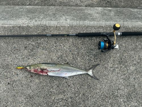 サゴシの釣果