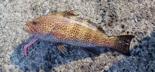 オオモンハタの釣果