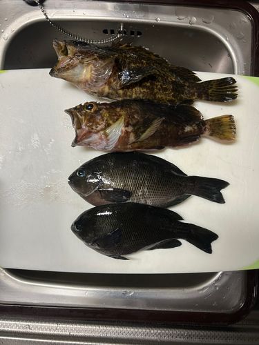 グレの釣果