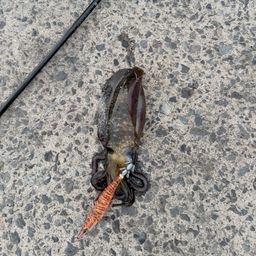 アオリイカ