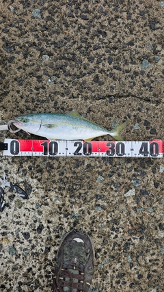 フクラギの釣果