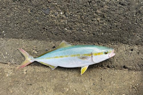ツバスの釣果