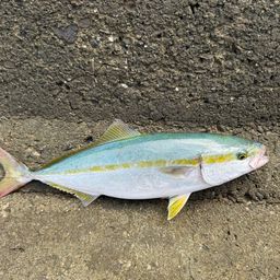 ツバス