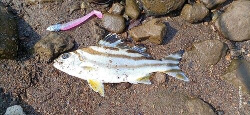 コトヒキの釣果
