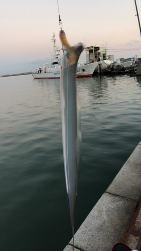 タチウオの釣果