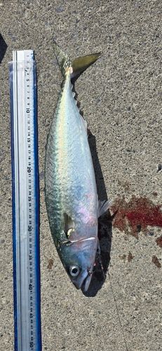 サバの釣果