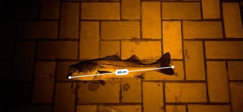 フッコ（マルスズキ）の釣果