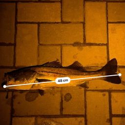 フッコ（マルスズキ）