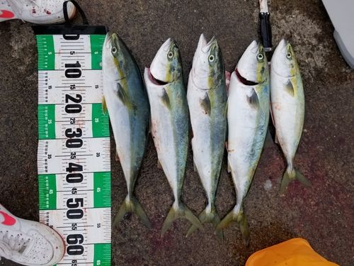 イナダの釣果