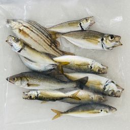 アジ