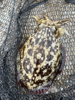 コウイカの釣果