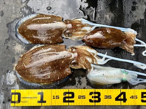 コウイカの釣果