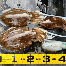 コウイカ