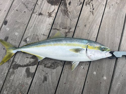 ワラサの釣果
