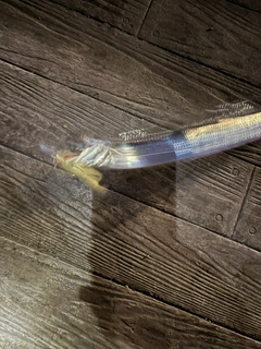 タチウオの釣果
