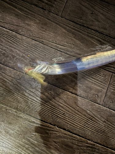 タチウオの釣果
