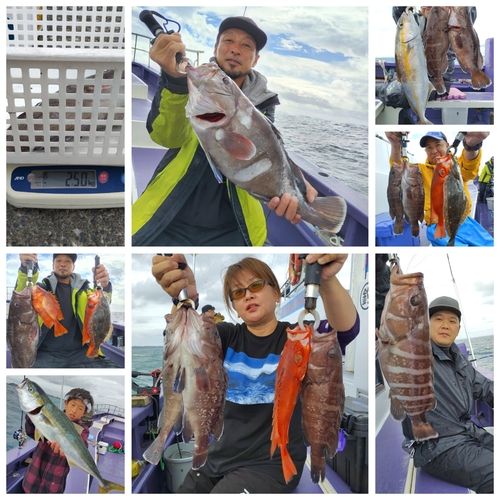 マハタの釣果