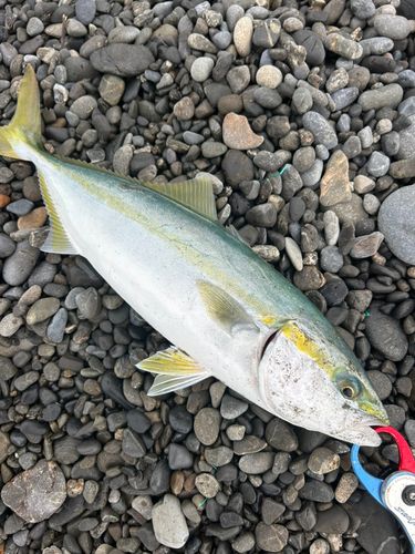 イナダの釣果